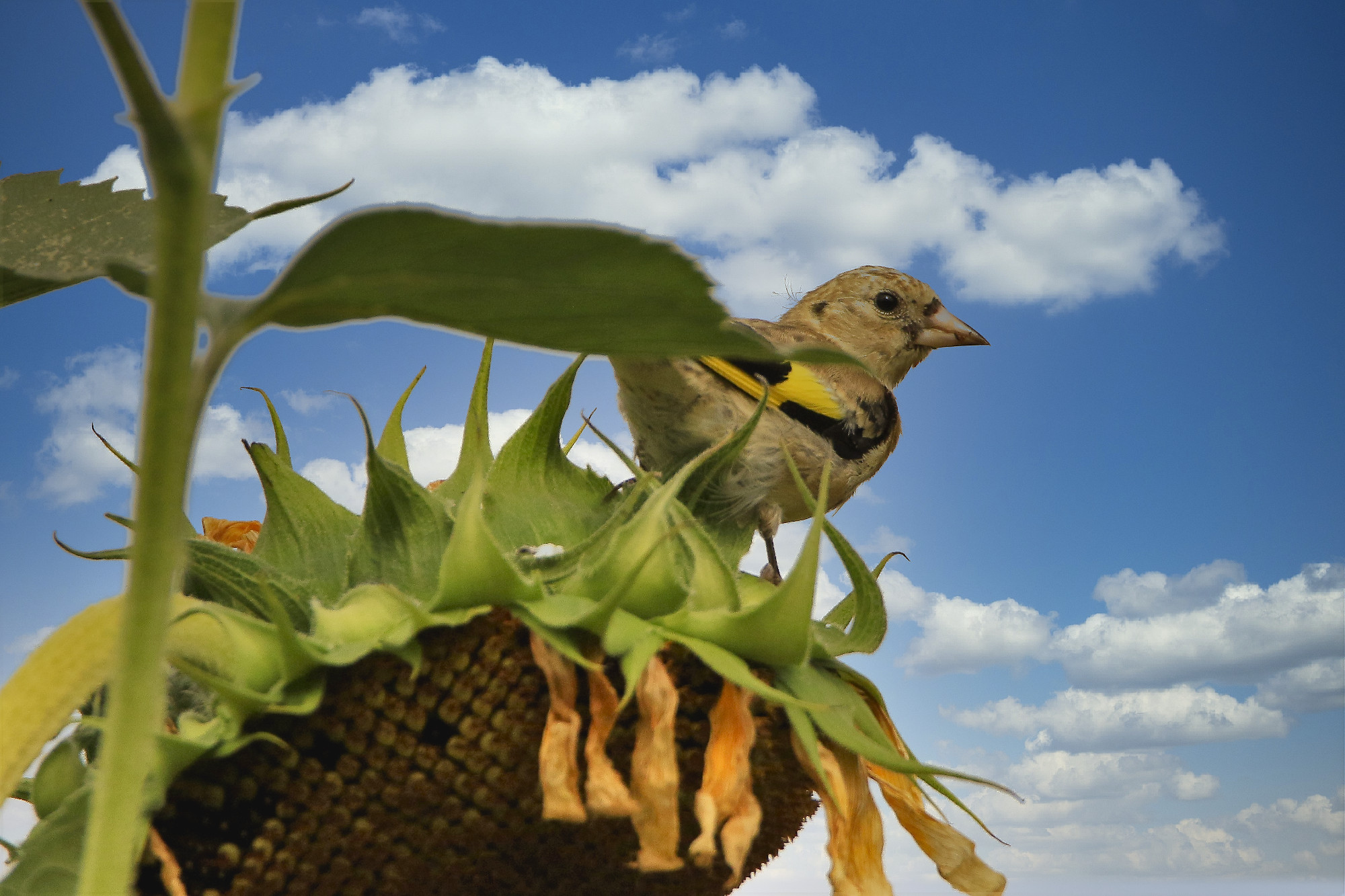 Chardonneret élégant
